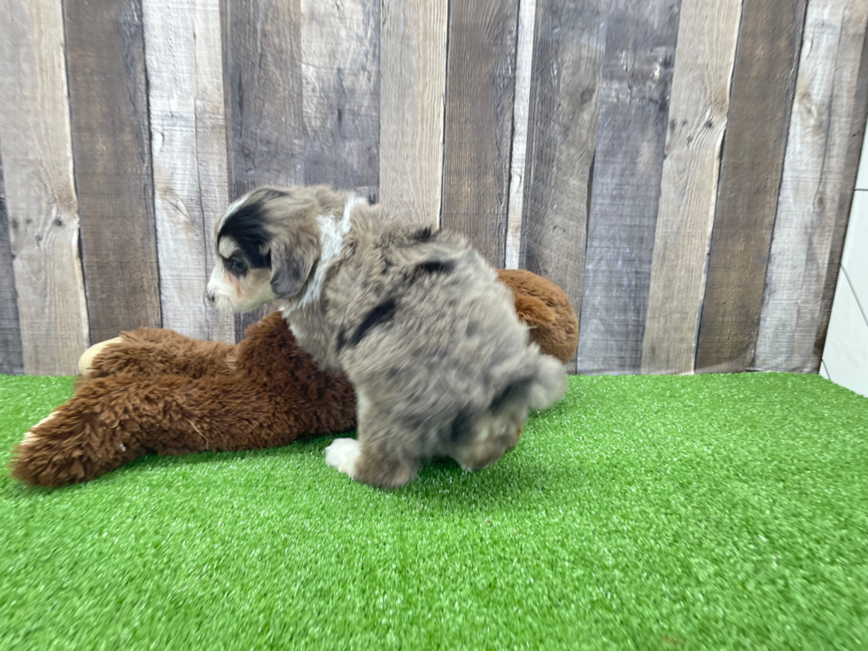 Playful Aussiepoo Poodle Mix Puppy