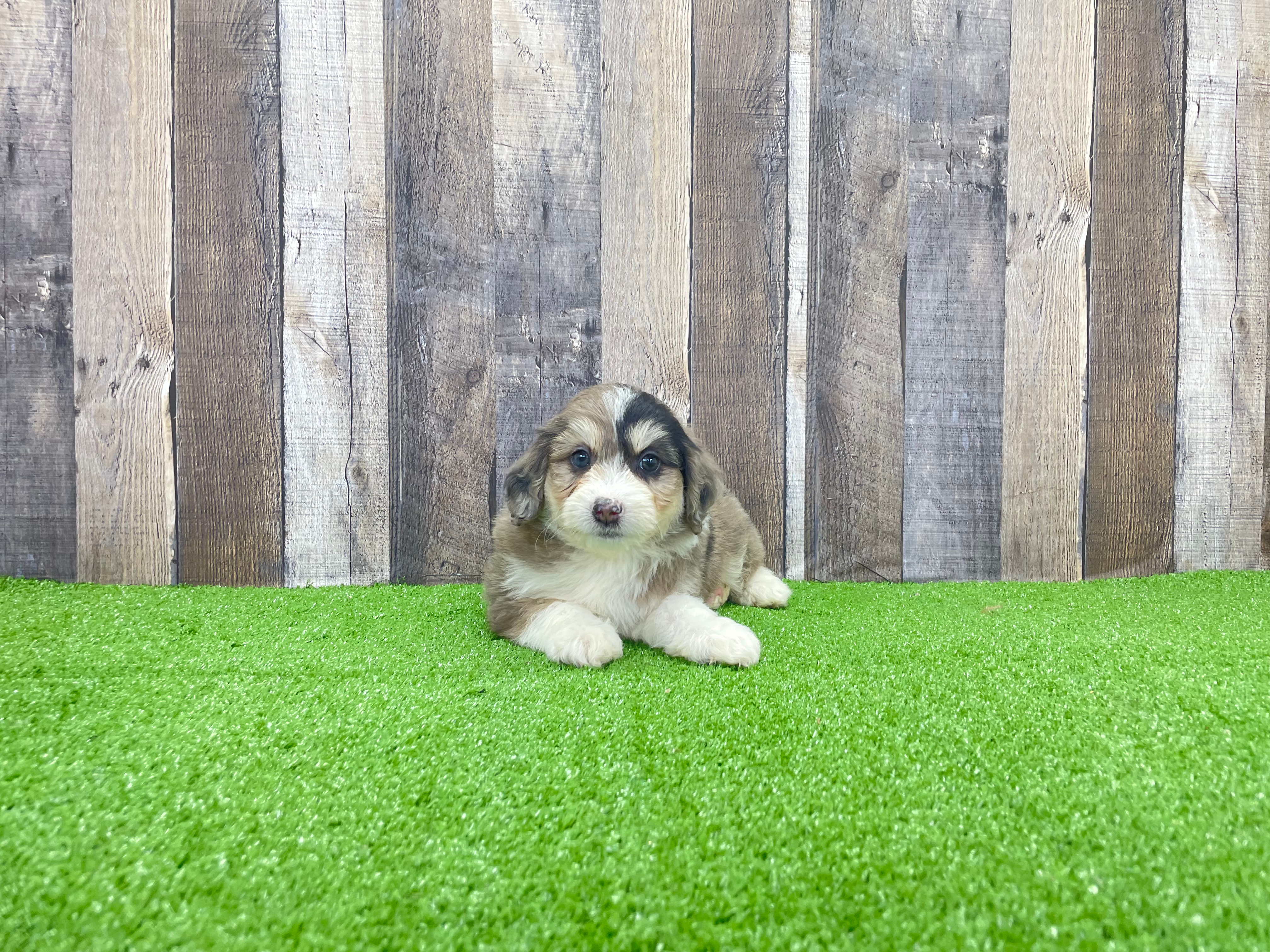 Mini Aussiedoodle Pup Being Cute