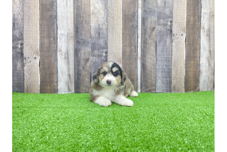 Mini Aussiedoodle Pup Being Cute