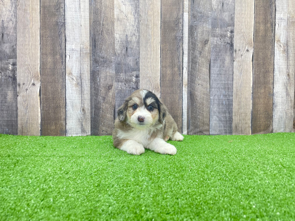 Mini Aussiedoodle Pup Being Cute