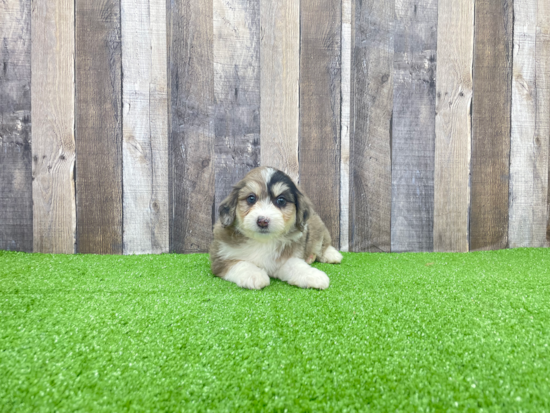 Mini Aussiedoodle Pup Being Cute