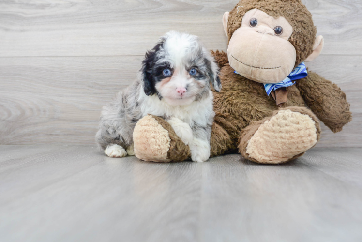 Popular Mini Aussiedoodle Poodle Mix Pup