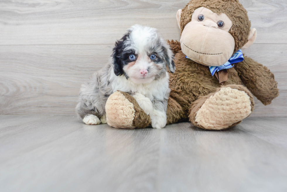 Popular Mini Aussiedoodle Poodle Mix Pup