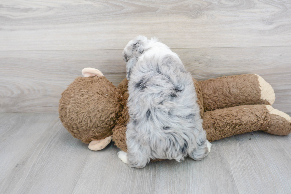 Fluffy Mini Aussiedoodle Poodle Mix Pup