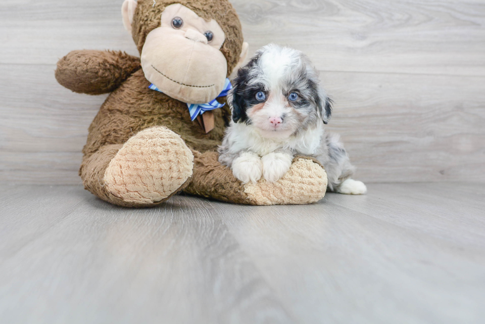 Fluffy Mini Aussiedoodle Poodle Mix Pup