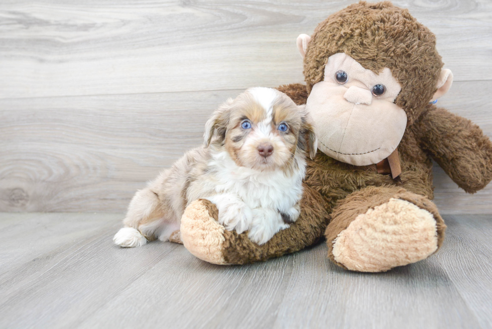 Best Mini Aussiedoodle Baby