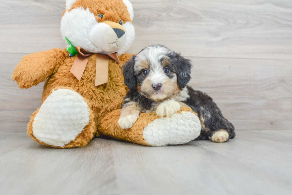 Sweet Mini Aussiedoodle Baby