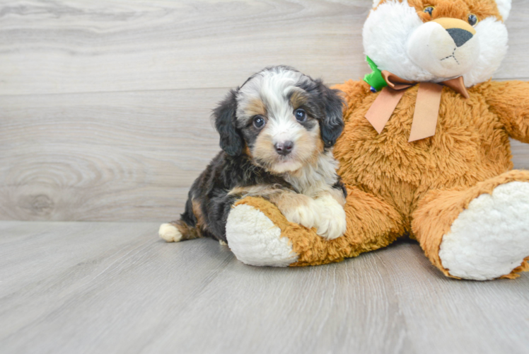 Petite Mini Aussiedoodle Poodle Mix Pup