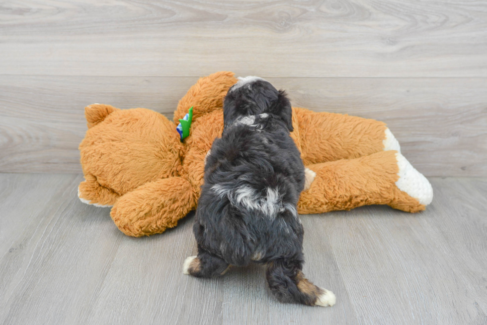 Hypoallergenic Aussiepoo Poodle Mix Puppy