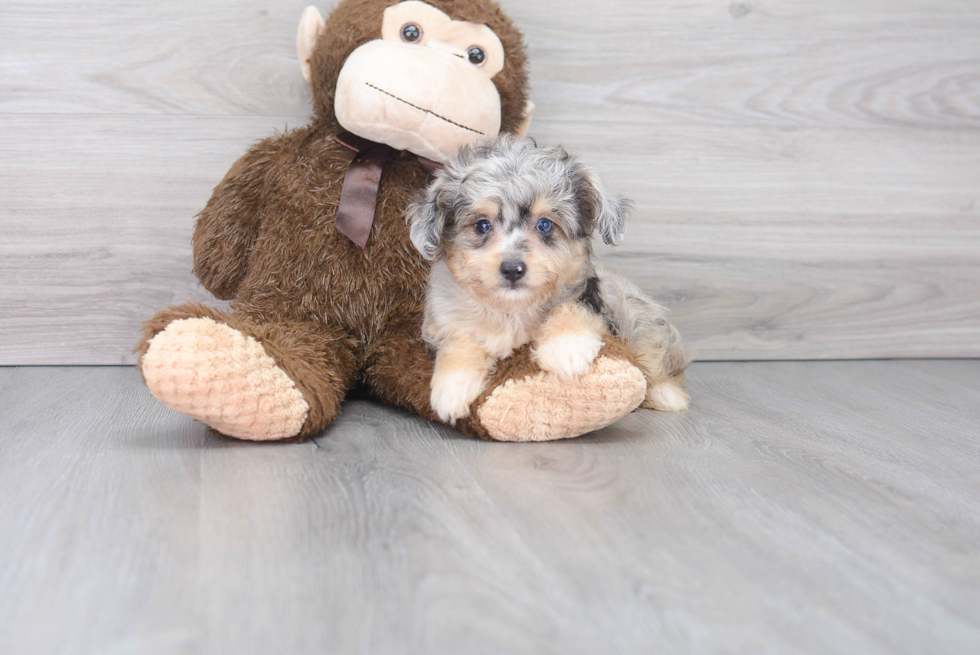 Mini Aussiedoodle Pup Being Cute