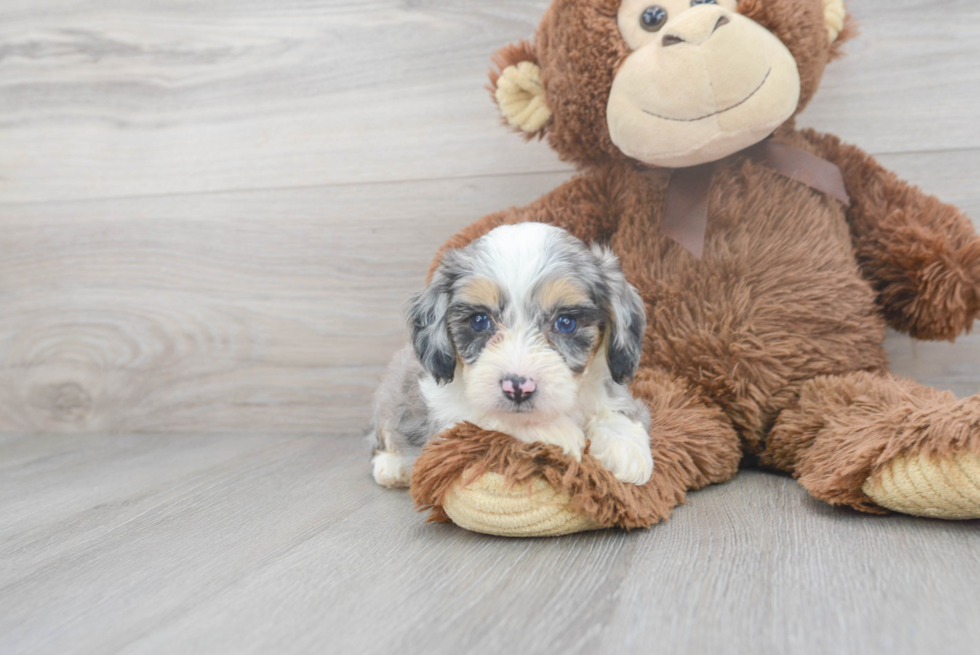 Sweet Mini Aussiedoodle Baby