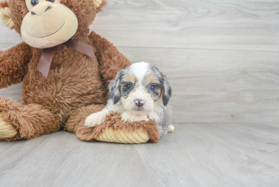 Energetic Aussiepoo Poodle Mix Puppy