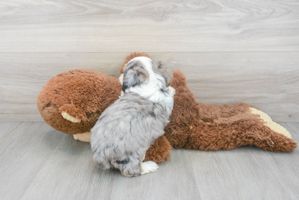 Small Mini Aussiedoodle Baby