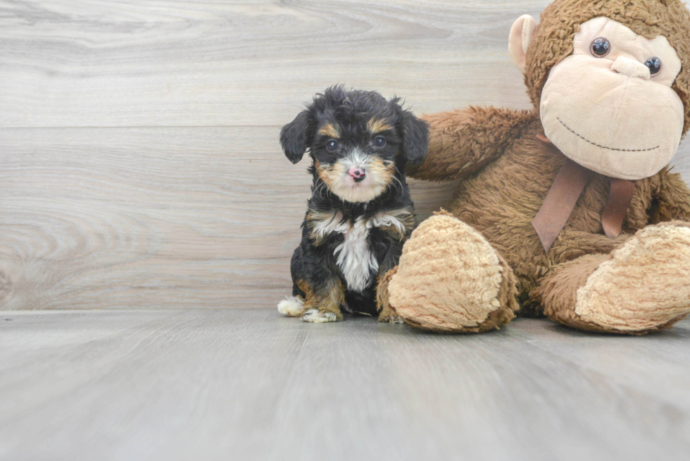 Best Mini Aussiedoodle Baby