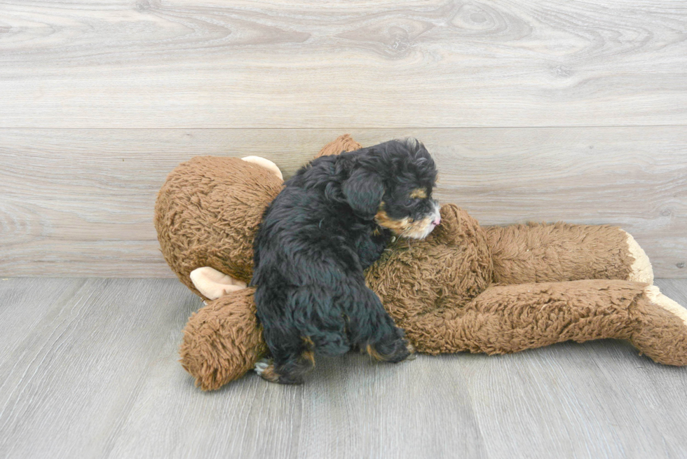 Hypoallergenic Aussiepoo Poodle Mix Puppy