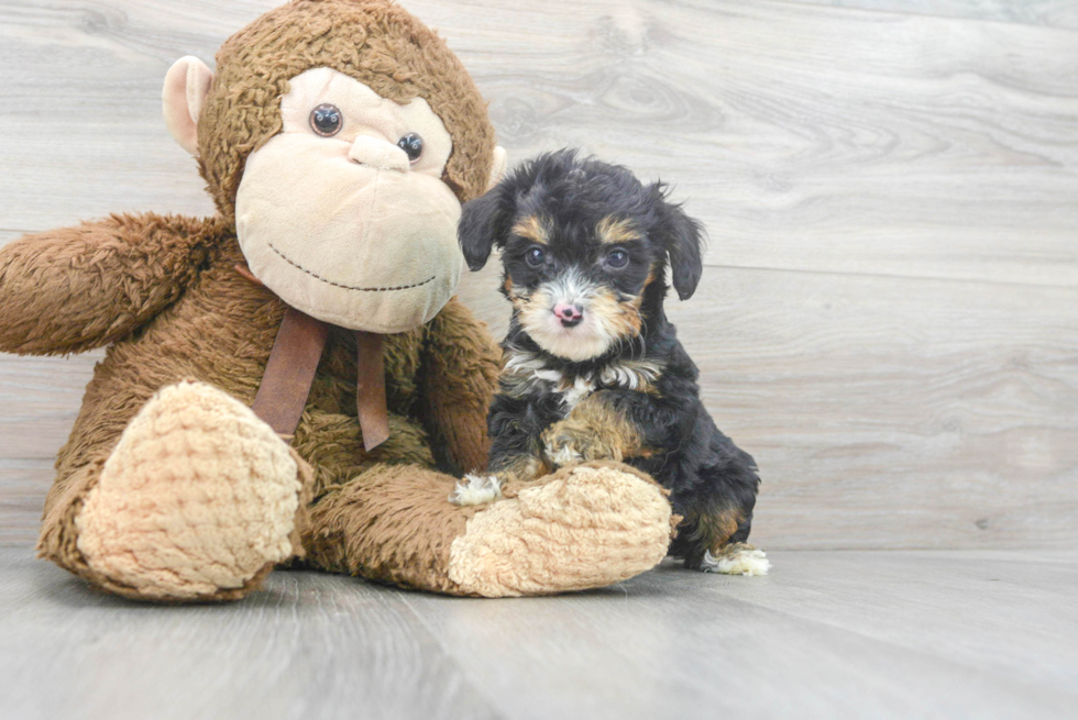 Fluffy Mini Aussiedoodle Poodle Mix Pup