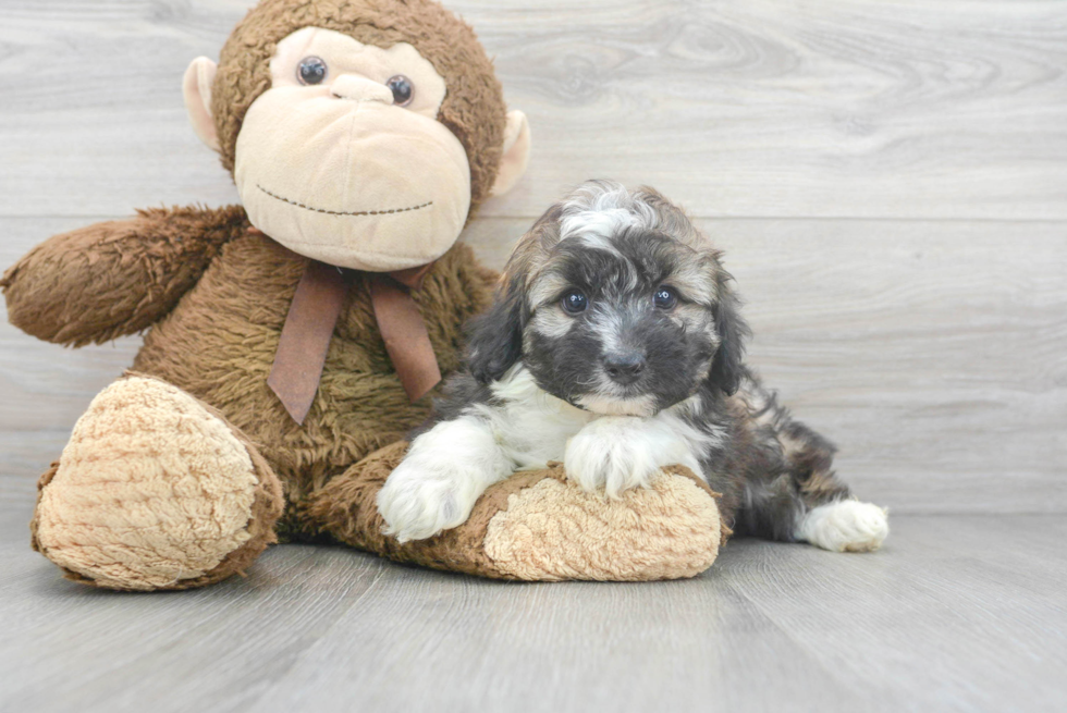 Mini Aussiedoodle Puppy for Adoption