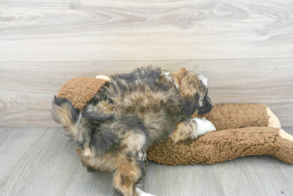 Fluffy Mini Aussiedoodle Poodle Mix Pup