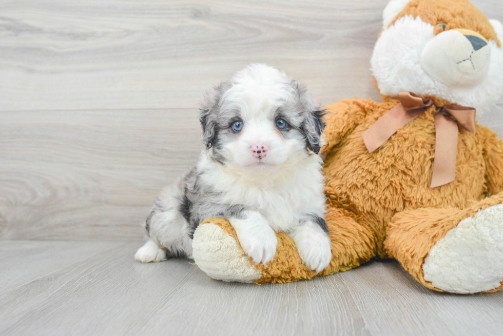 Popular Mini Aussiedoodle Poodle Mix Pup