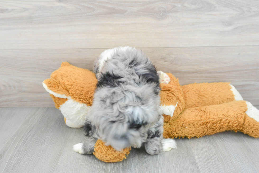 Mini Aussiedoodle Pup Being Cute