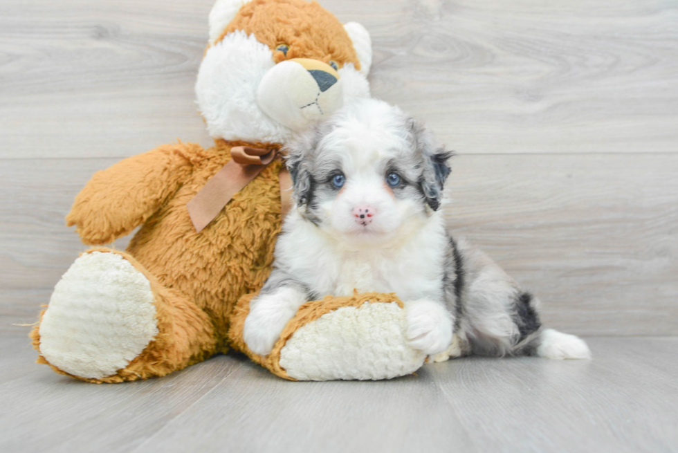 Mini Aussiedoodle Puppy for Adoption