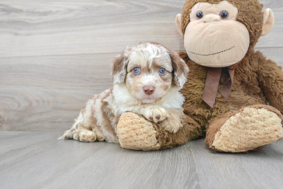 Petite Mini Aussiedoodle Poodle Mix Pup