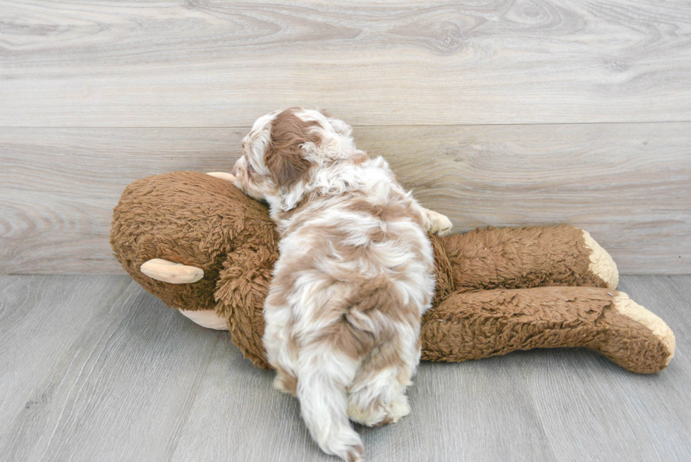 Funny Mini Aussiedoodle Poodle Mix Pup