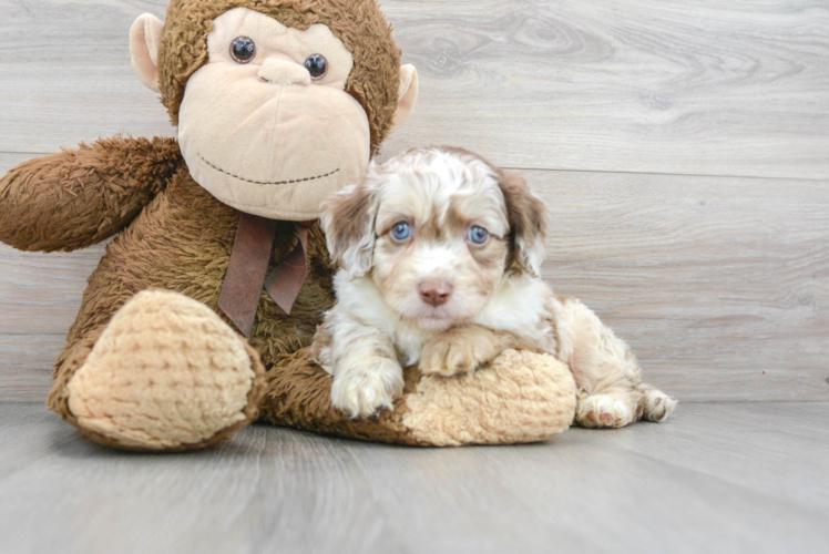 Mini Aussiedoodle Puppy for Adoption