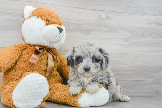 Friendly Mini Aussiedoodle Baby