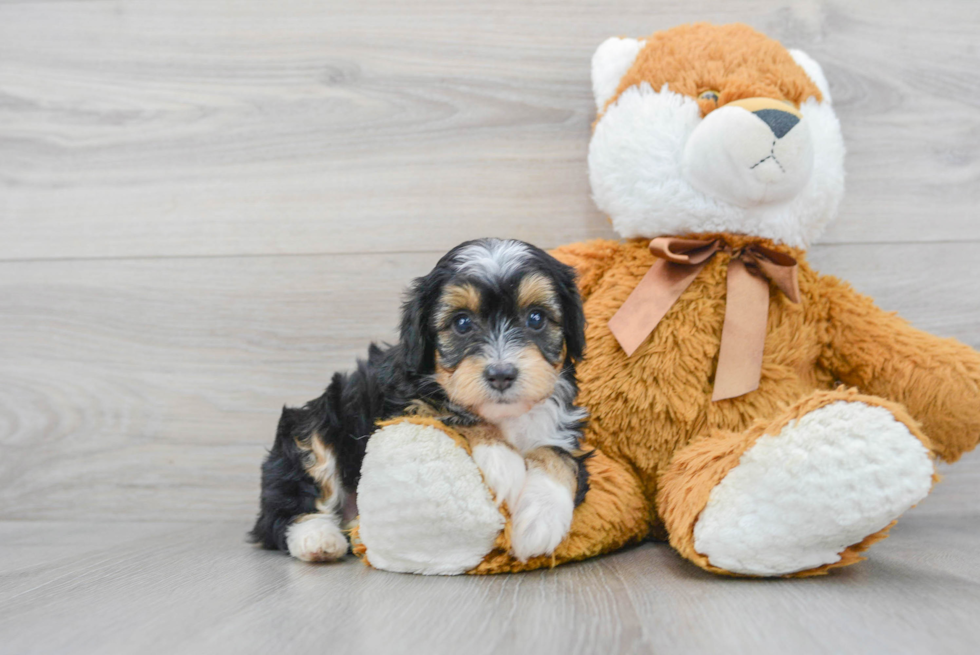 Mini Aussiedoodle Puppy for Adoption