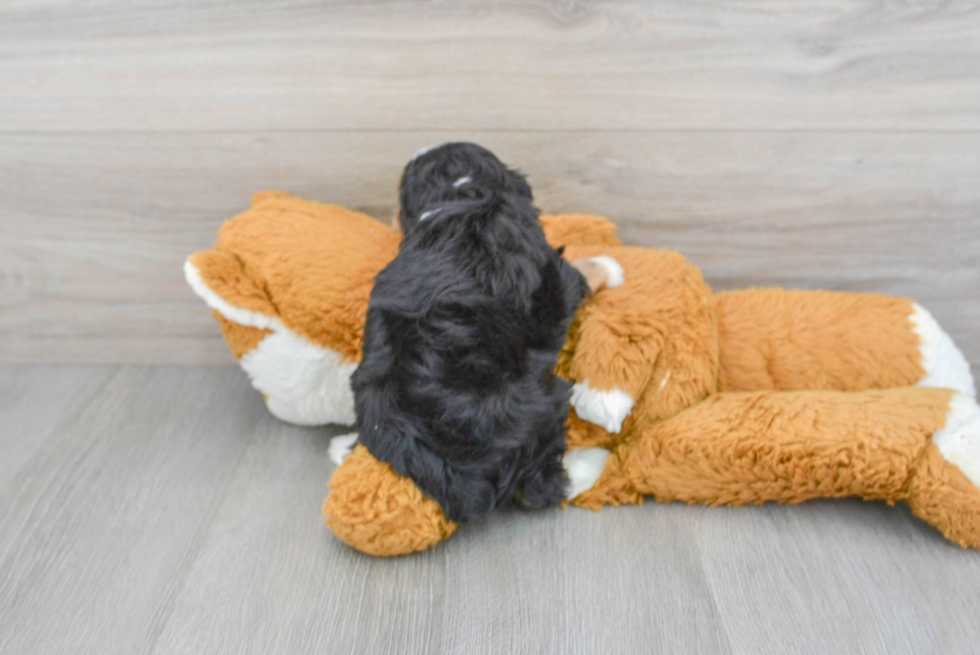 Funny Mini Aussiedoodle Poodle Mix Pup