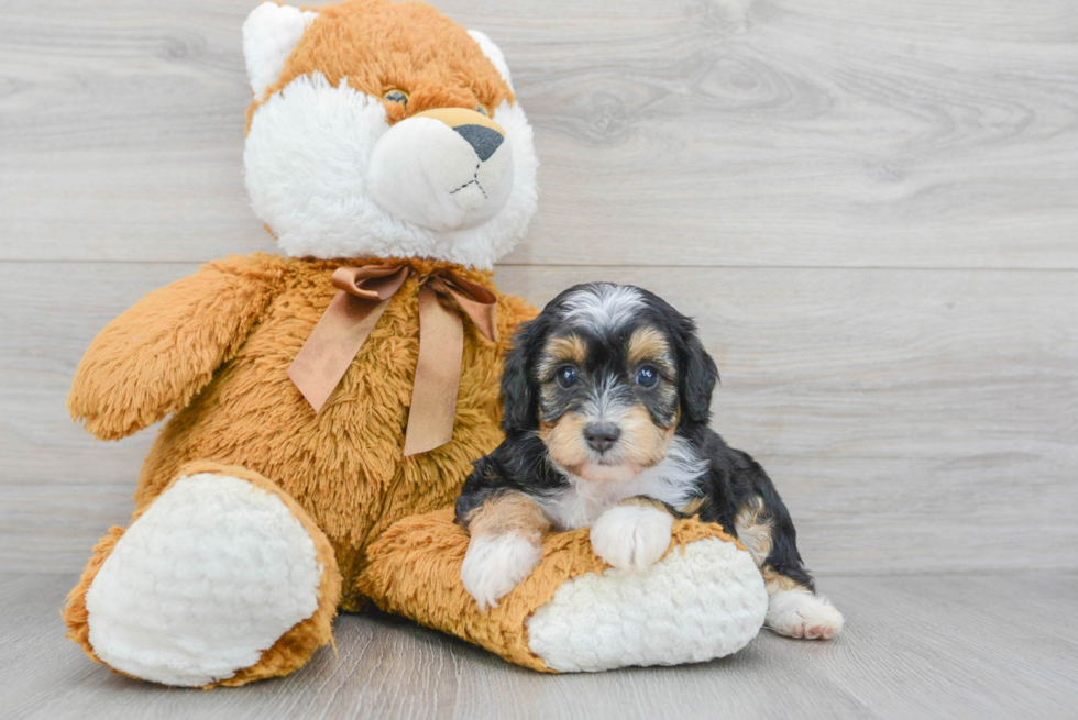 Petite Mini Aussiedoodle Poodle Mix Pup