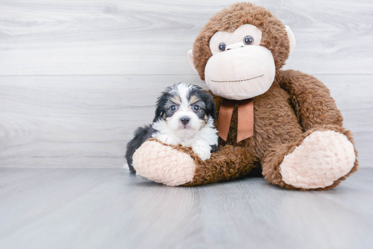 Mini Aussiedoodle Pup Being Cute