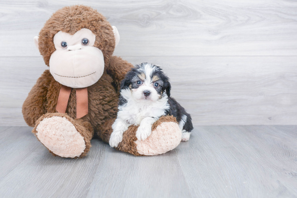 Mini Aussiedoodle Pup Being Cute