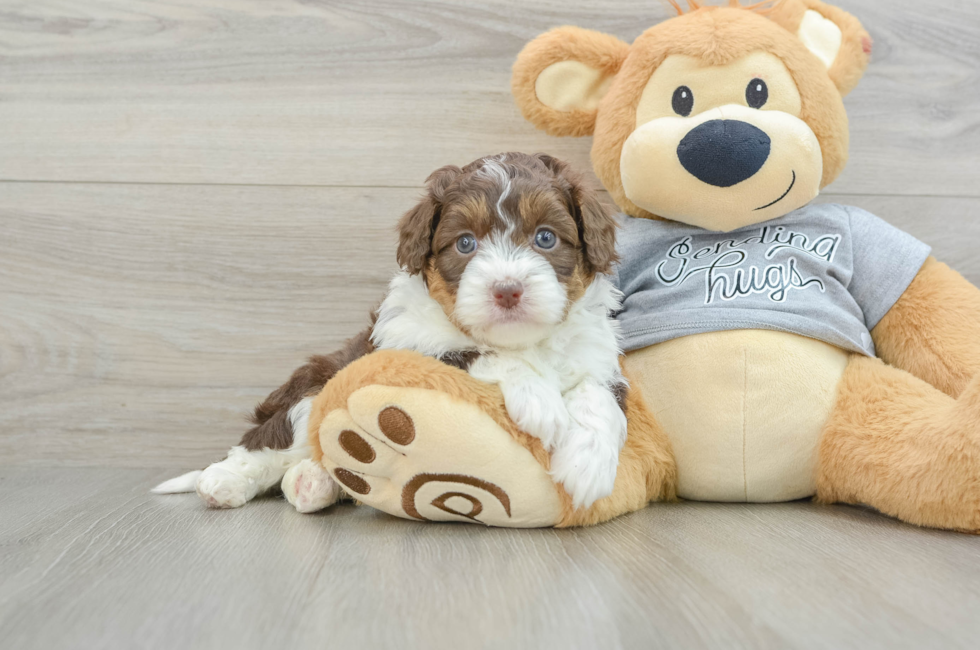 5 week old Mini Aussiedoodle Puppy For Sale - Premier Pups