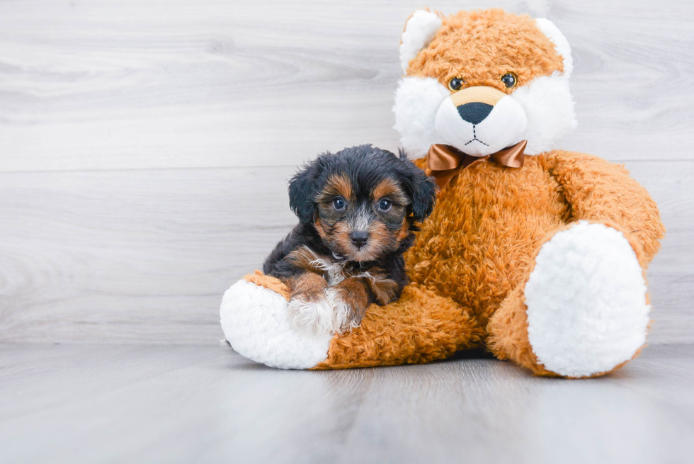 Friendly Mini Aussiedoodle Baby