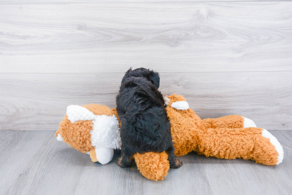 Small Mini Aussiedoodle Baby