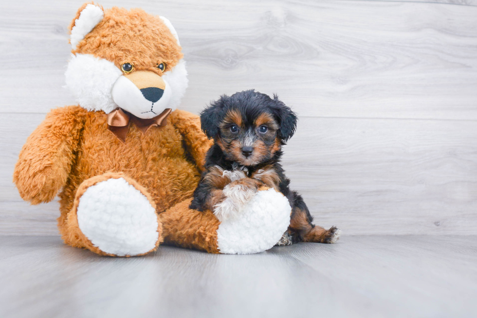 Mini Aussiedoodle Puppy for Adoption