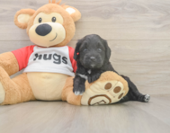 7 week old Mini Aussiedoodle Puppy For Sale - Premier Pups