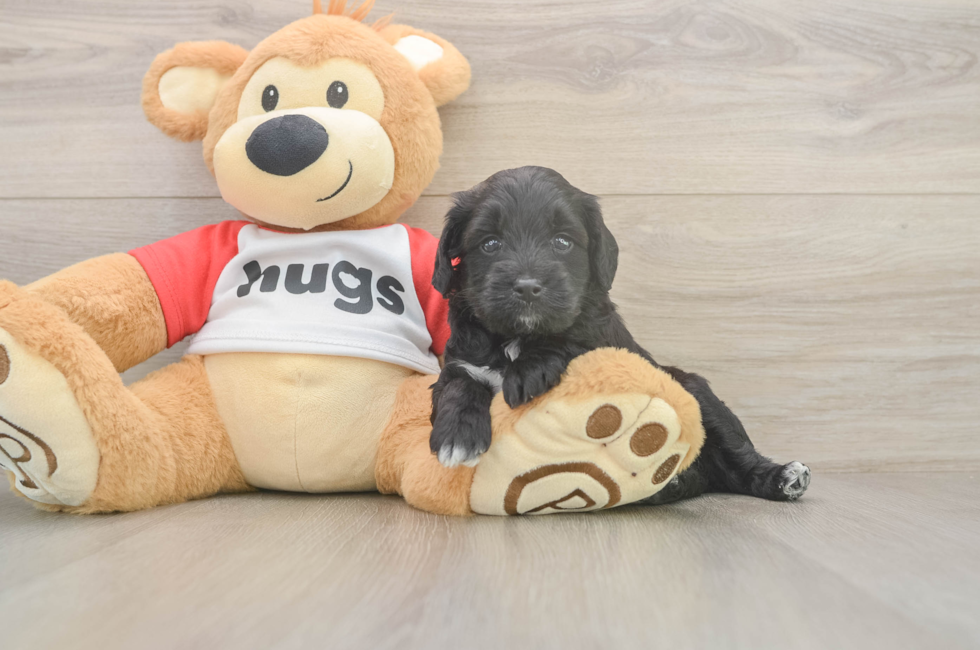 5 week old Mini Aussiedoodle Puppy For Sale - Premier Pups