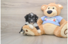 Little Aussiepoo Poodle Mix Puppy