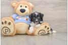 Adorable Aussiepoo Poodle Mix Puppy