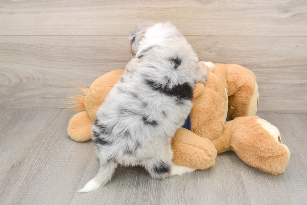 Fluffy Mini Aussiedoodle Poodle Mix Pup