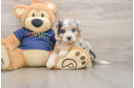 Mini Aussiedoodle Puppy for Adoption