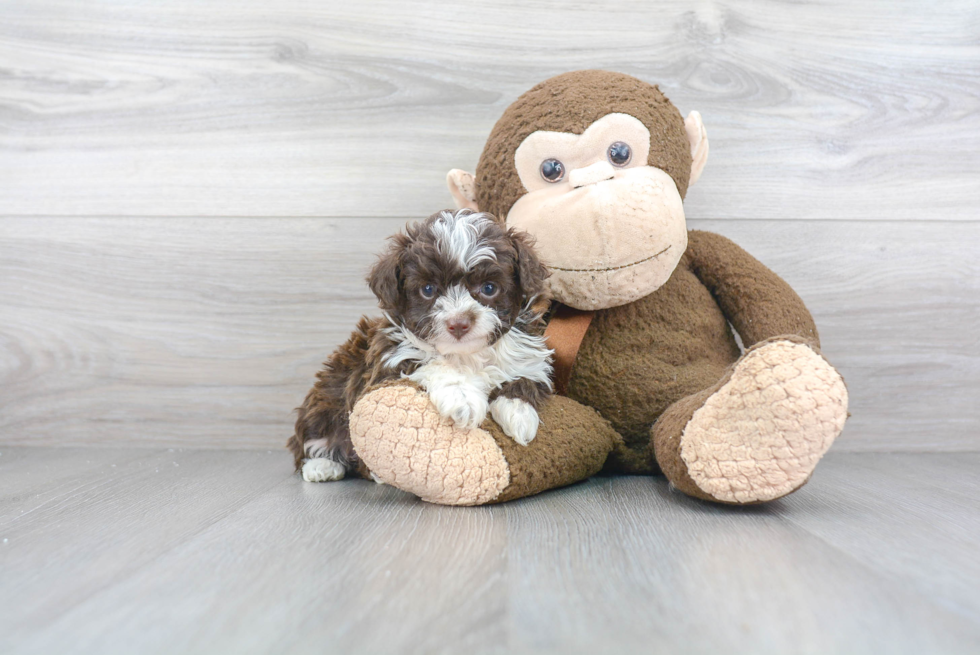 Adorable Aussiepoo Poodle Mix Puppy