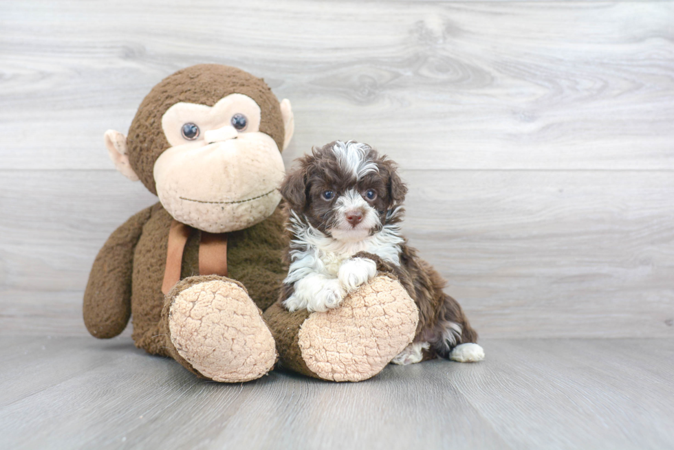 Mini Aussiedoodle Puppy for Adoption