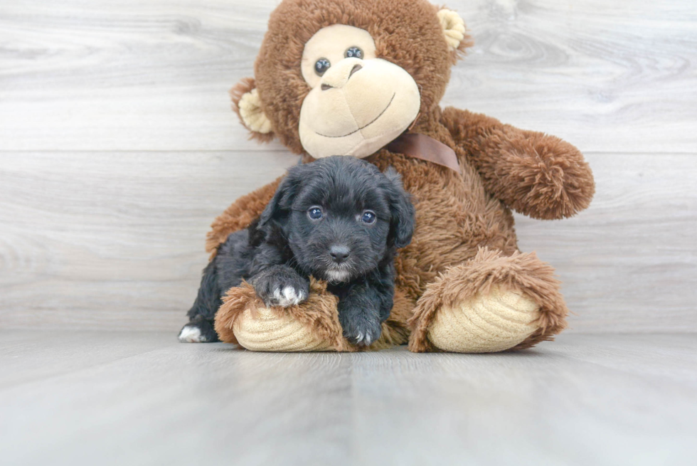 Best Mini Aussiedoodle Baby