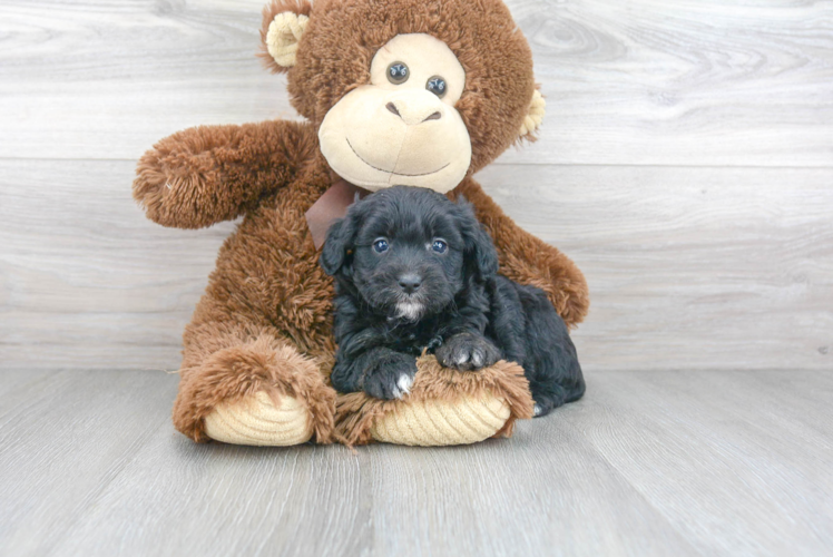 Mini Aussiedoodle Puppy for Adoption