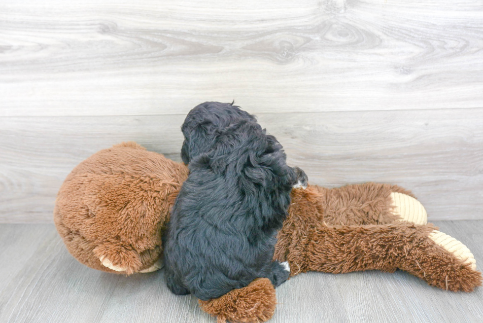 Best Mini Aussiedoodle Baby