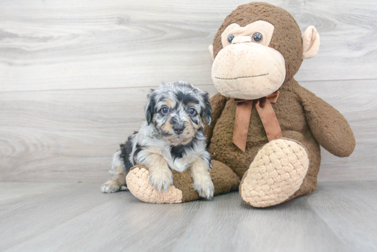 Fluffy Mini Aussiedoodle Poodle Mix Pup